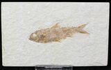 Bargain Knightia Fossil Fish - Wyoming #21891-1